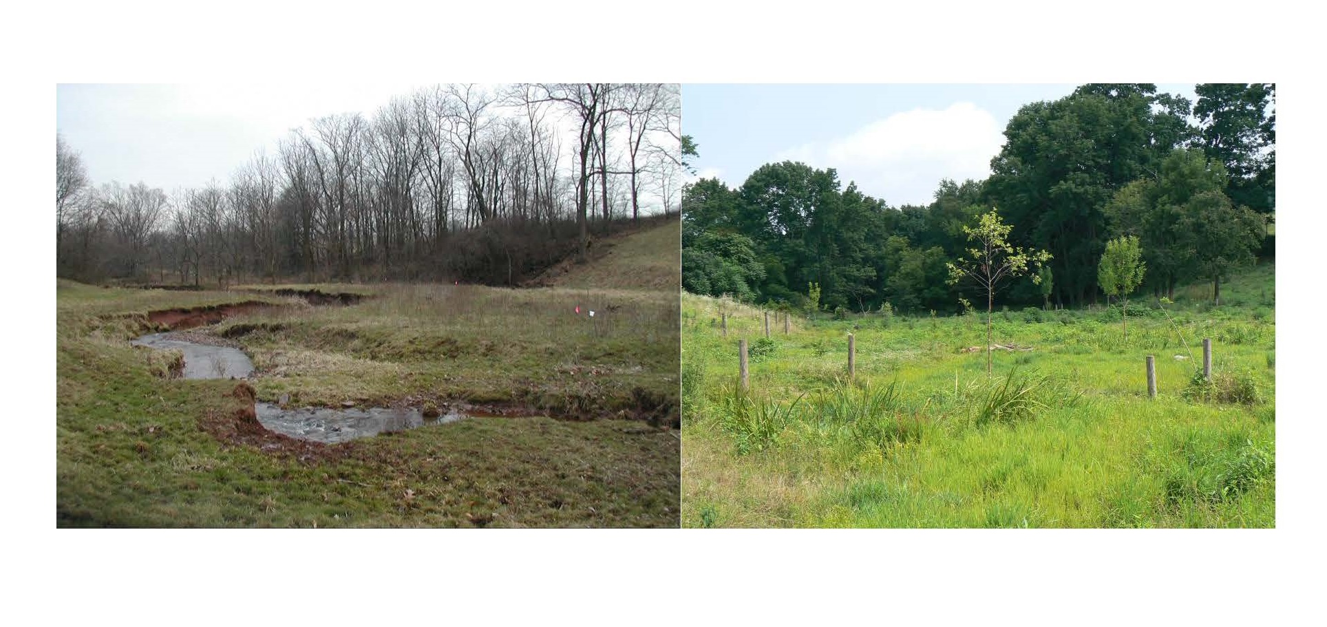 Streamside Buffer: Before and After