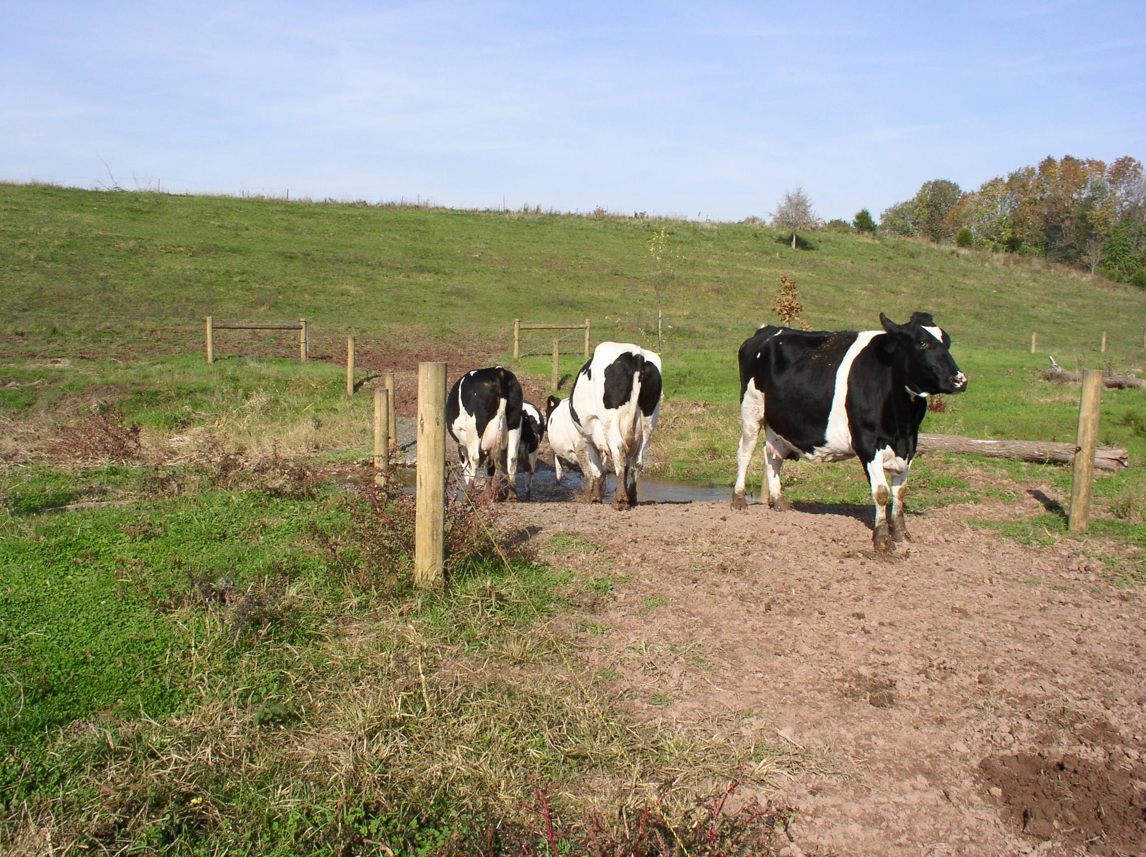 Livestock Stream Crossing